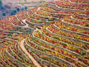 wijn tour douro vallei 5