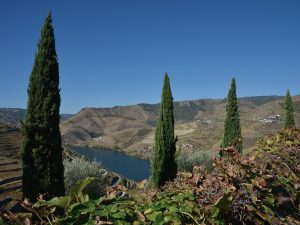 wijn_tour_porto_douro_beleefporto_2